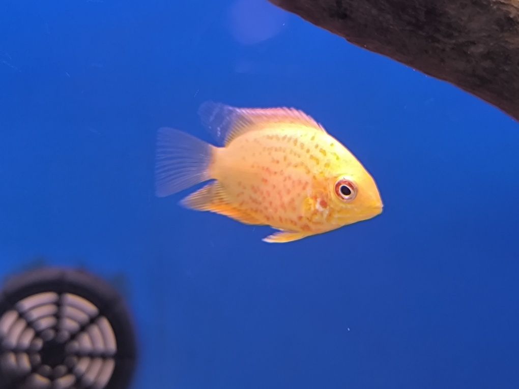 Severum Red Spotted