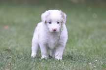 Border collie suczka lilac merle