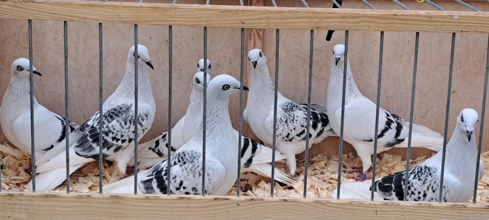 Sprzedam Karpiaki Pasiaki