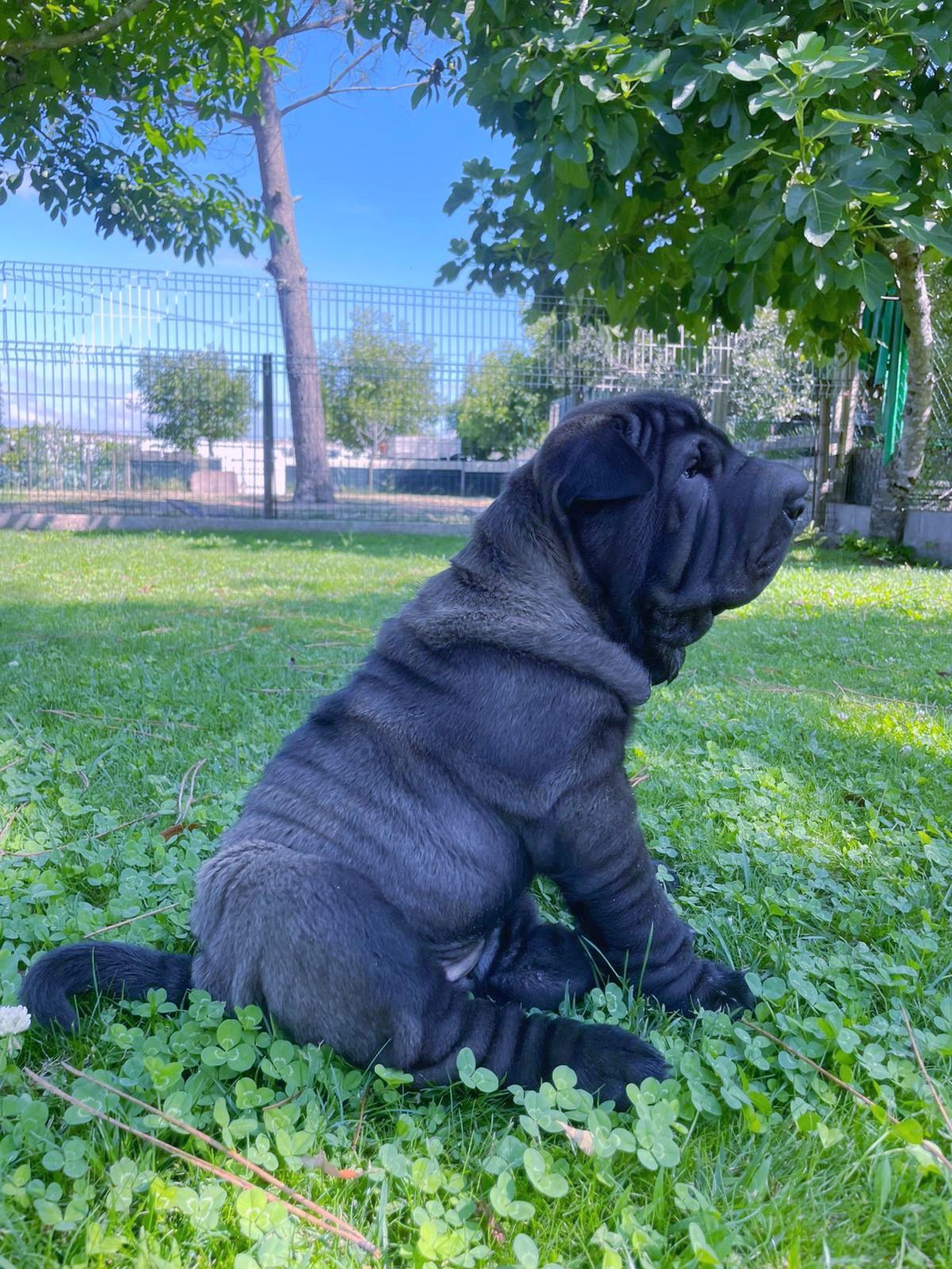 Shar pei... Bebes sharpei
