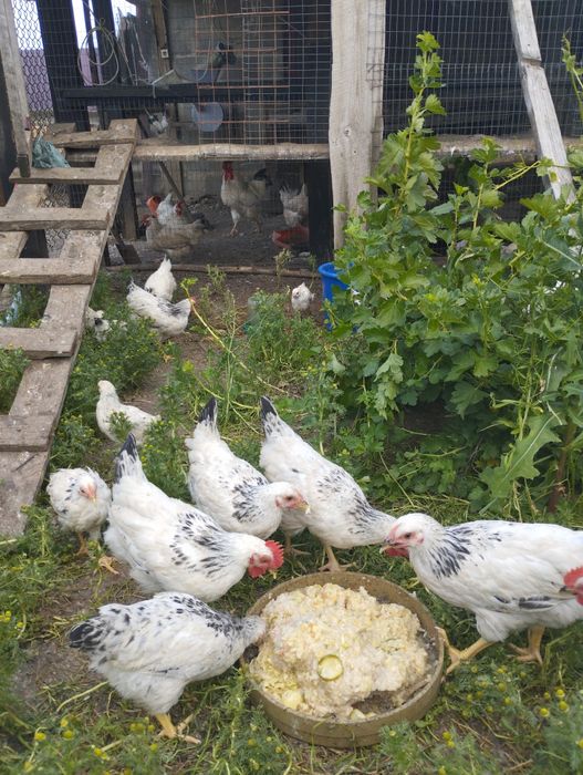 Продам півні Адлер срібний