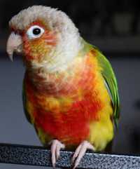 Познайомтеся з унікальною пропозицією - папугою Піррура