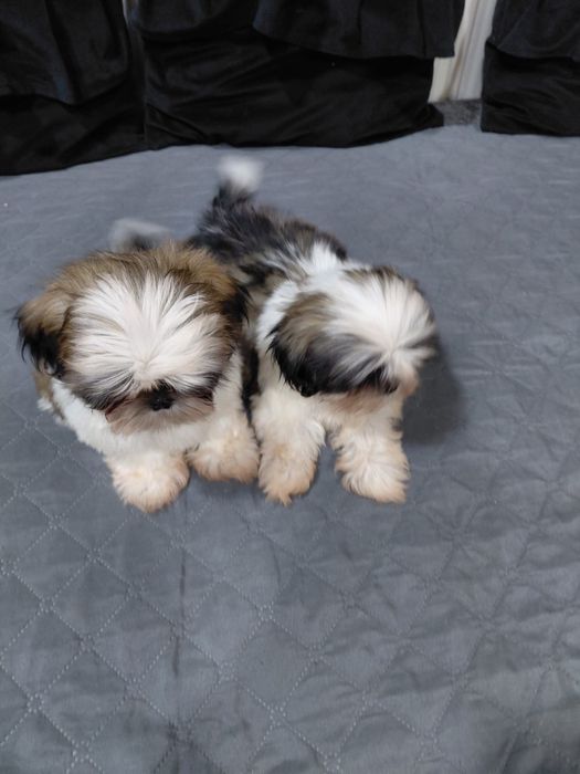 Śliczny piesek Shih tzu tri color