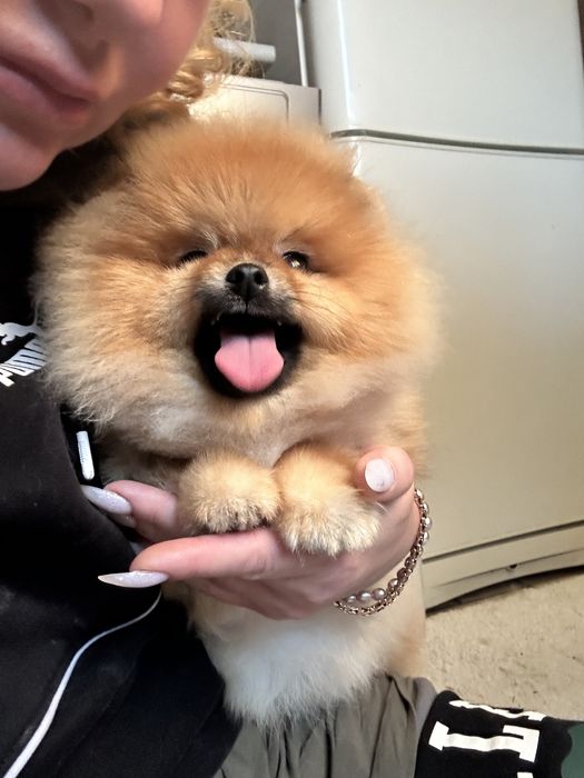 Мішка шпіц хлопчик