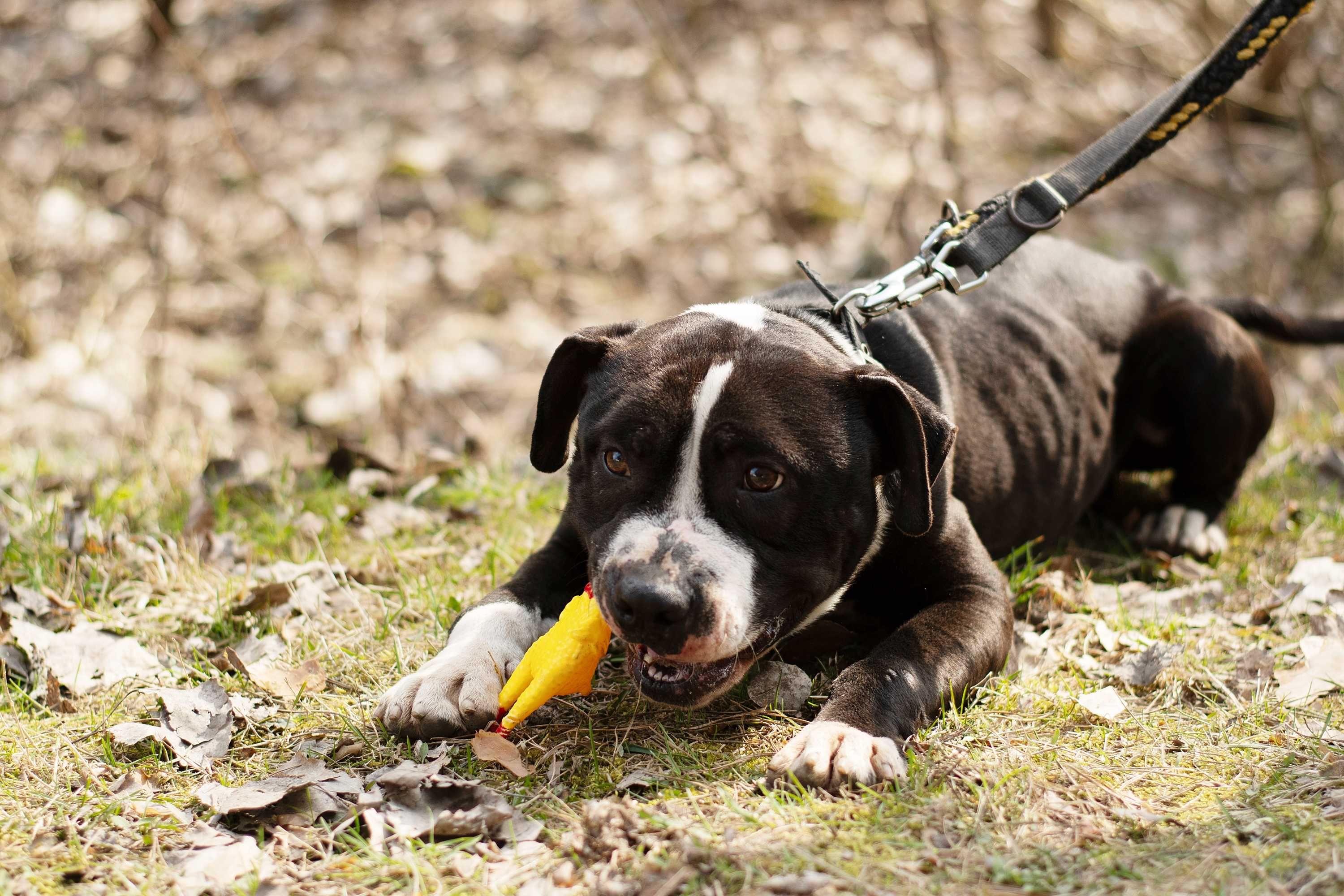 SHARP - mięśniak w typie pitbulteriera - tylko dla doświadczonych