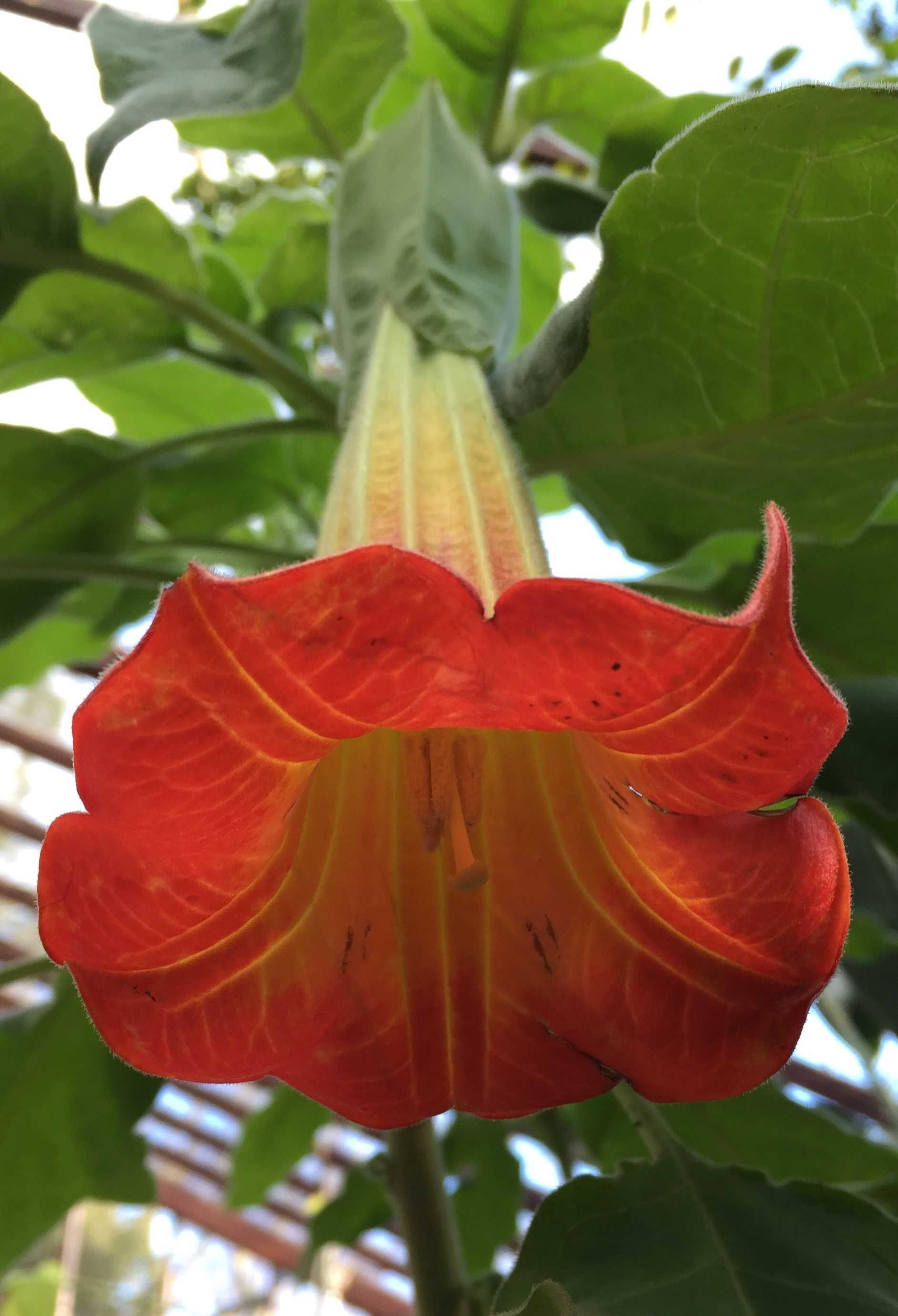 BRUGMANSIA SANGUINEA - Red Angel's. Piekna !