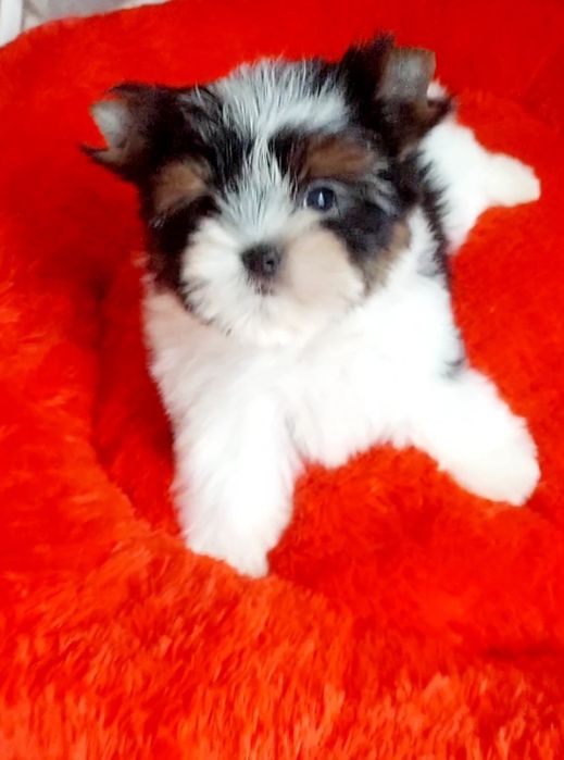 Мини и стандарт детки  бивер йорк  до 2 кг