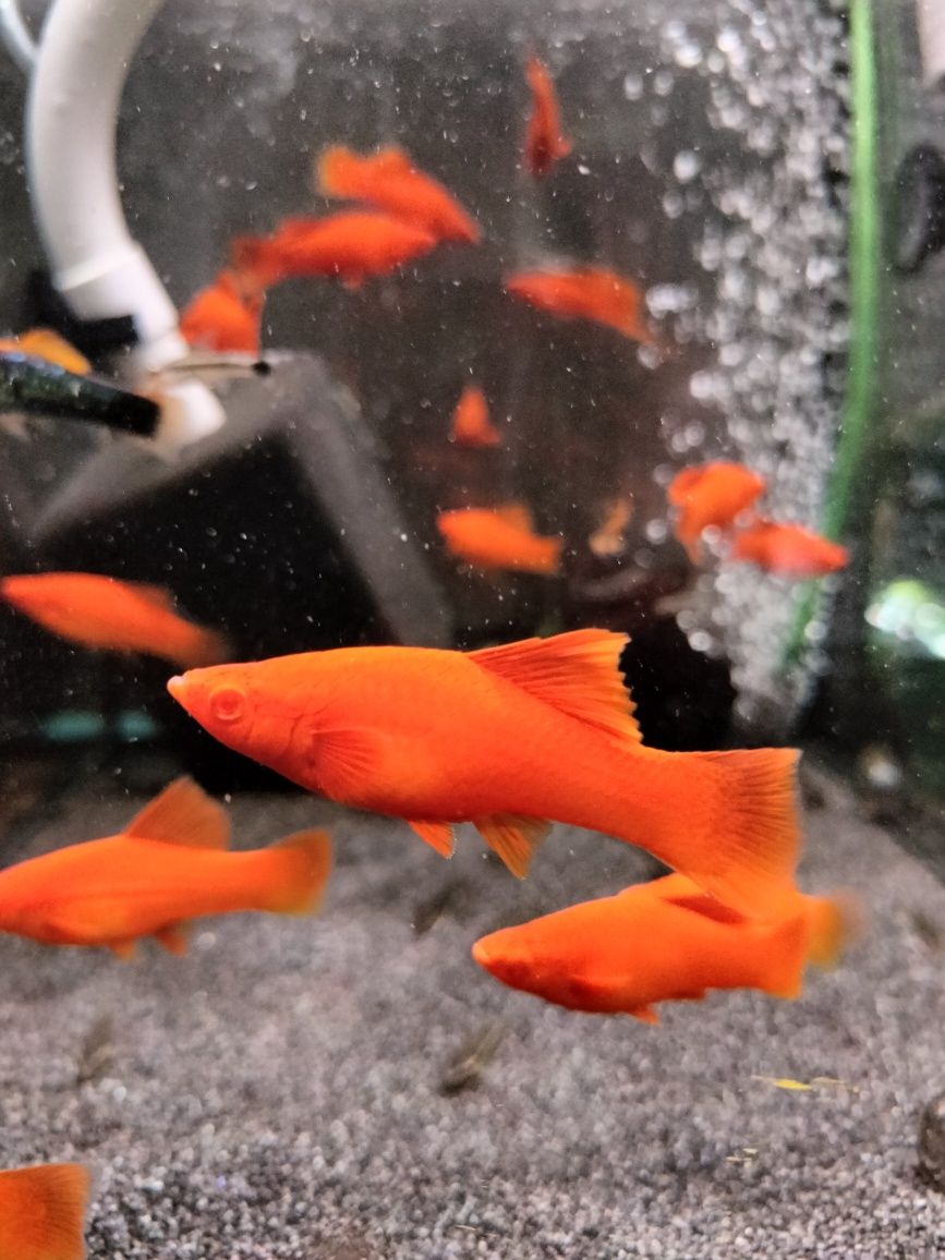 Mieczyk red albino od Neon Zoo