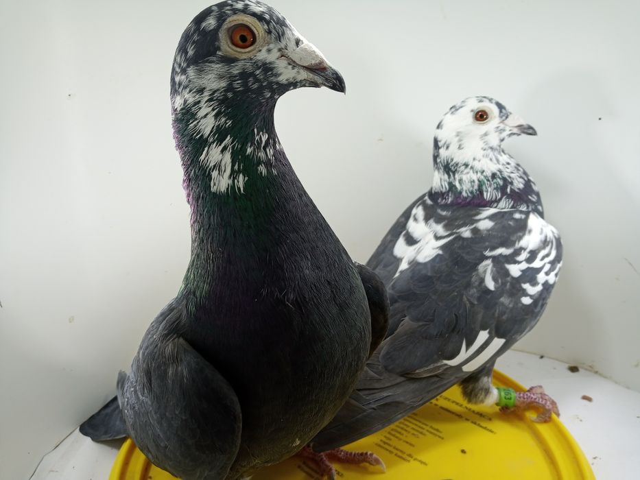 Gołębie pocztowe tygrysy