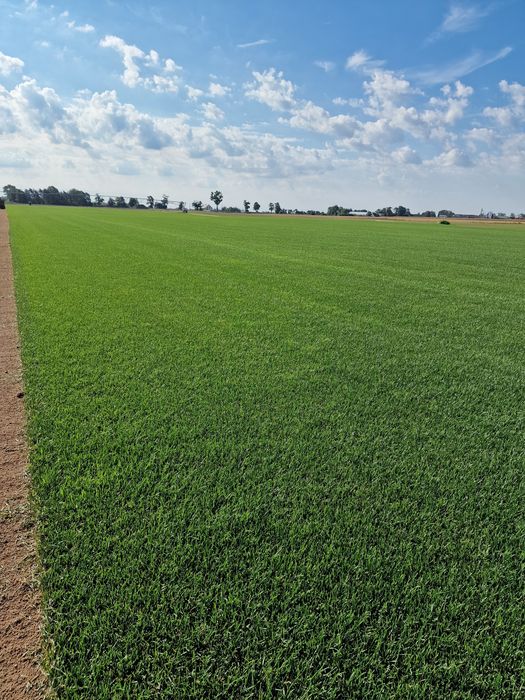 Producent Trawa z rolki POZNAŃ