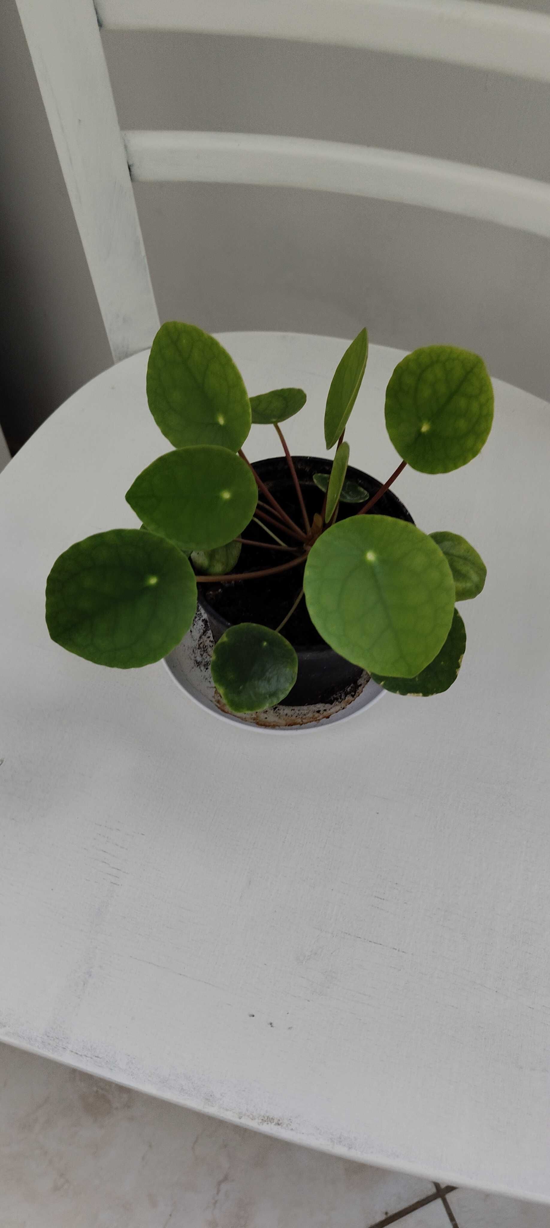 Kwiat pilea pieniążek