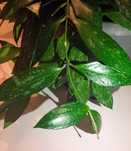 Hoya hoja hoye syngonium epi monstera variegata Bella Albomarginata