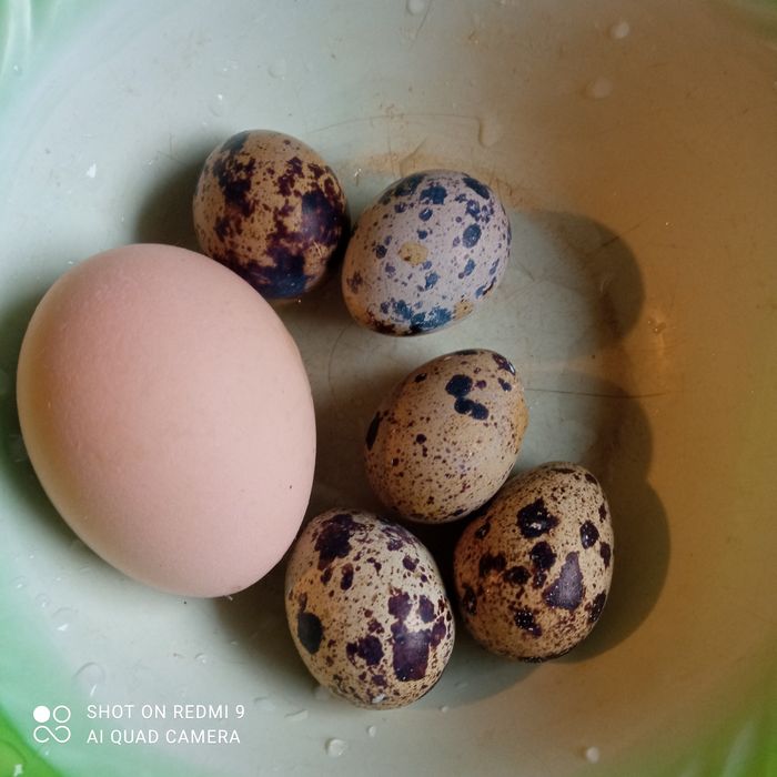 Jajka przepiórcze lęgowe