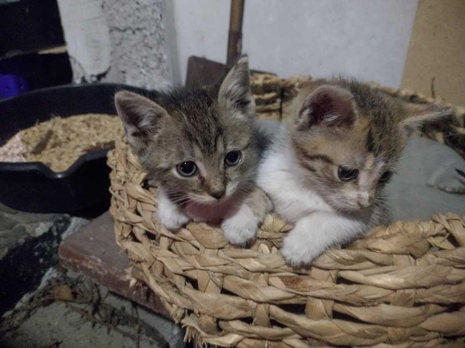 Małe udomowione kotki pilnie szukają swojego nowego domu