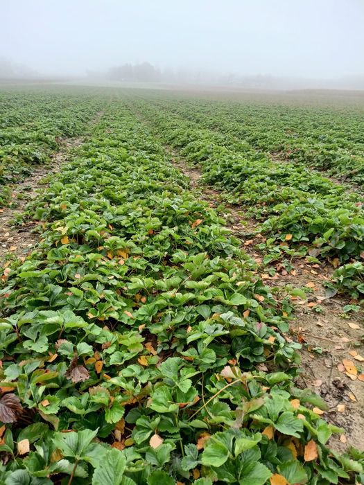 Sadzonki truskawek Rumba