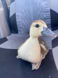 Patos com pequenos