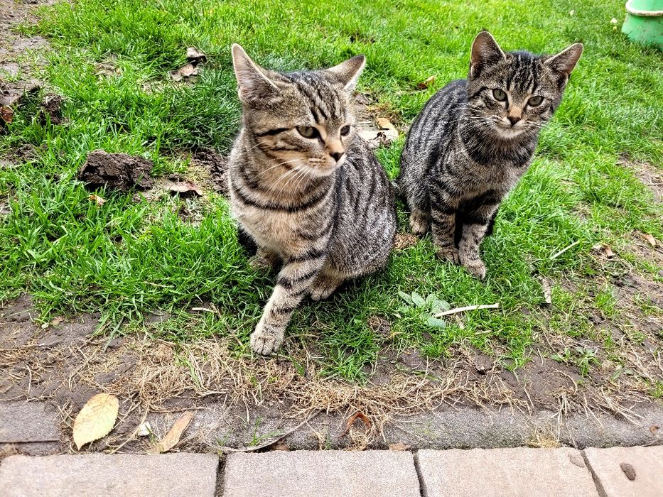 Koty małe do oddania