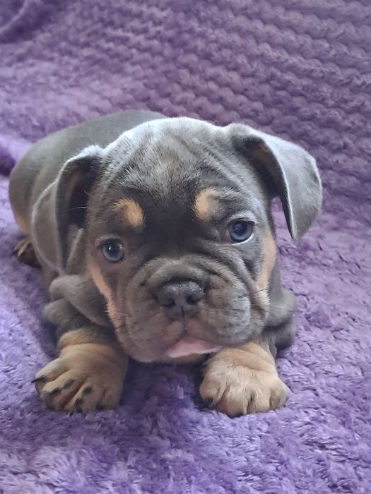 Szczeniak buldog francuski szuczka blue tan