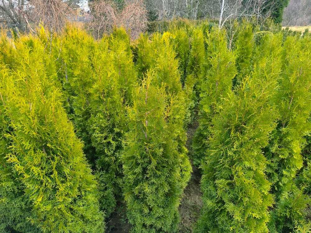 Thuja tuja żywotnik szmaragd aureospicata 120 cm i inne prosto z grunt