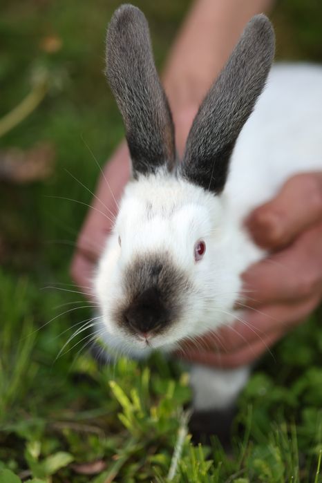 Кролики породи Каліфорнії