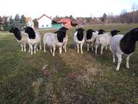 Owce Dorper Dorpery