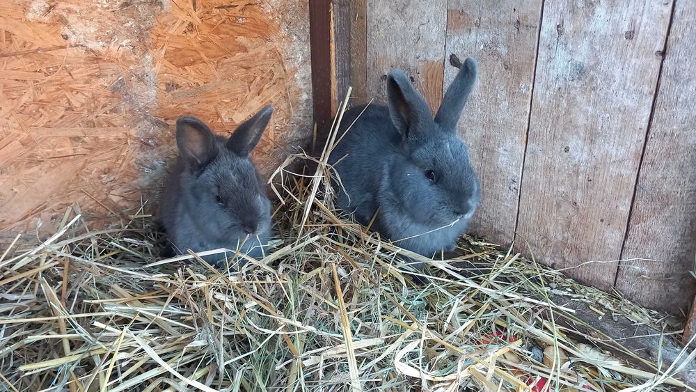 Króliki Wiedeńskie