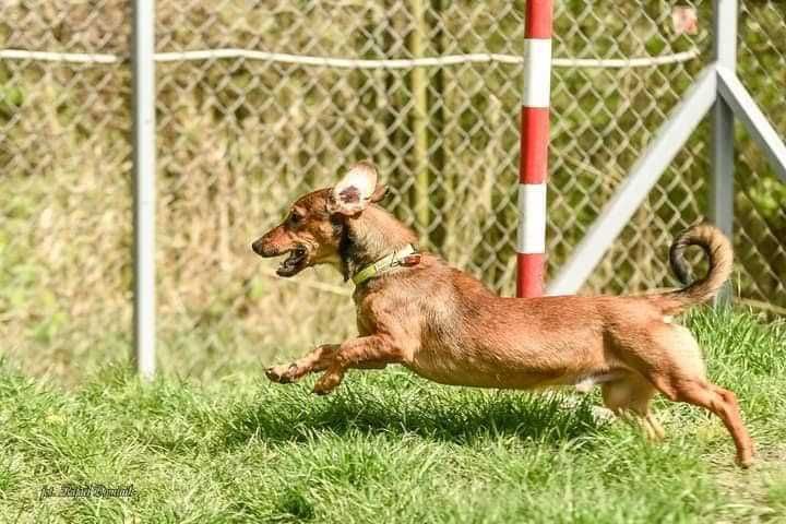 Henio jamnik szuka kochającego domu!