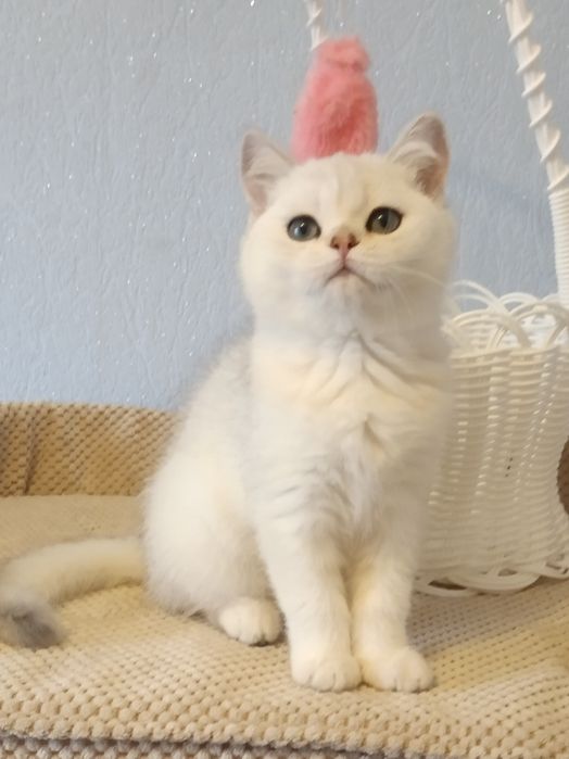 Антистресик -хлопчик шотландець