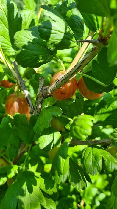 Саженцы крыжовника