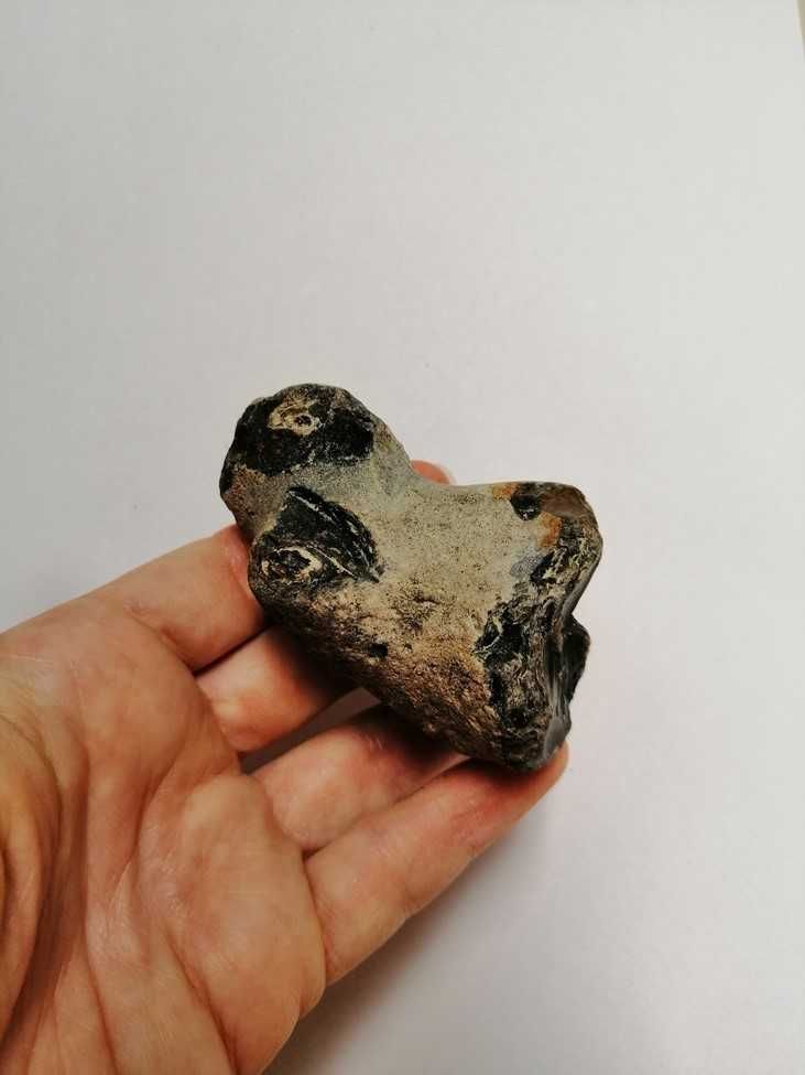 Skamielina, skamieniałość. Rozmiar 7x4,5 cm, waga 120g.