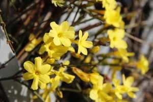 Jaśmin nagokwiatowy, zimą kwitnące pnącze Jasminum nudiflorum sadzonka