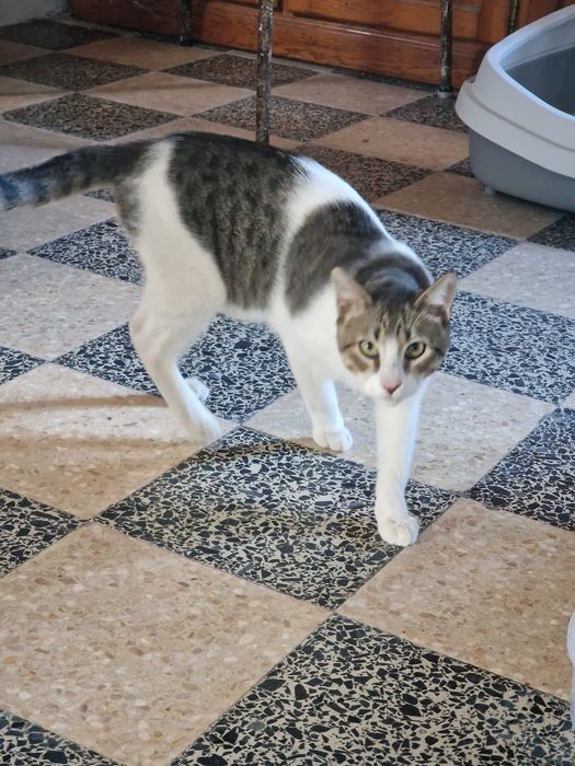 Gatinhos para adoção responsável
