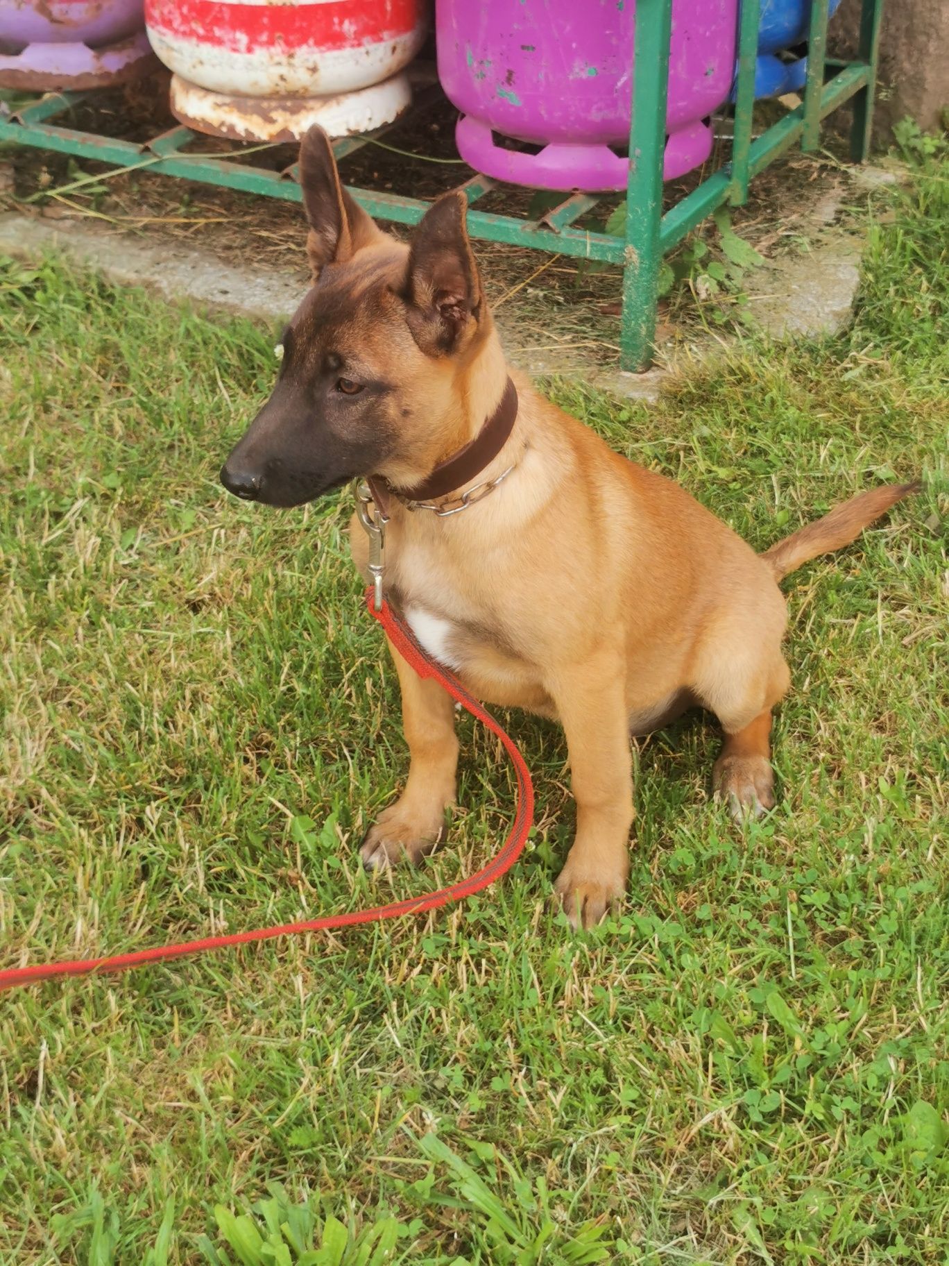 Owczarek Belgijski Malinois polecam
