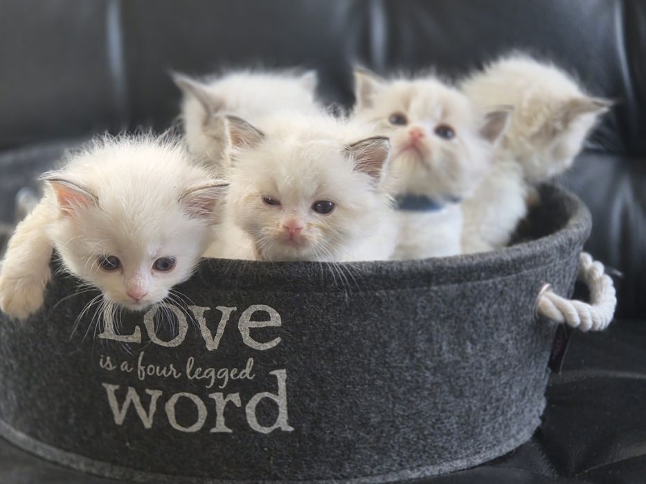 Kot  kotka Ragdoll z rodowodem FPL Fife piękni rodzice.!