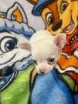 Chihuahua szczeniaczek
