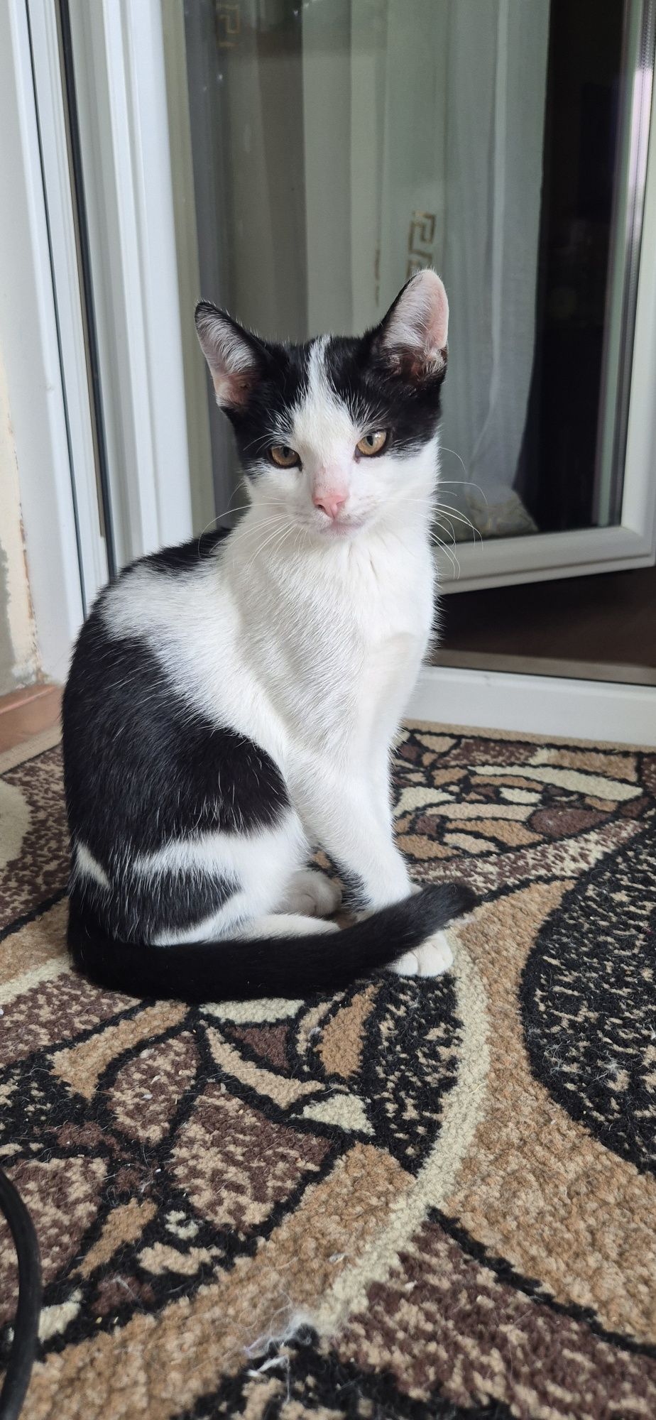 Małe kociaki do adopcji