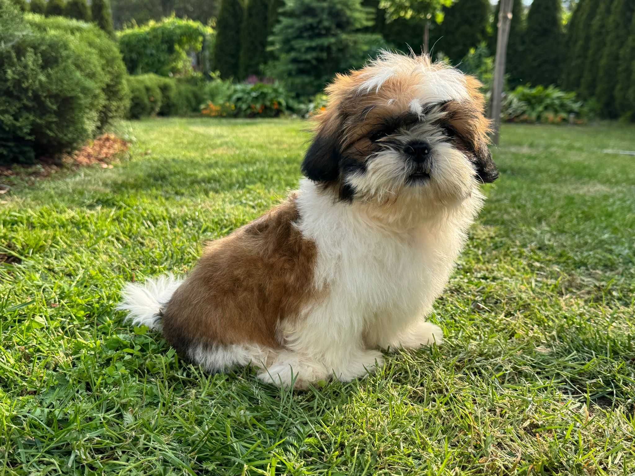 Piesek Shih-Tzu Tricolor • GOTOWY DO ODBIORU •