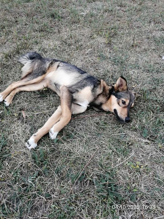 Щенки. 2 девочки. Василівка. Дніпро