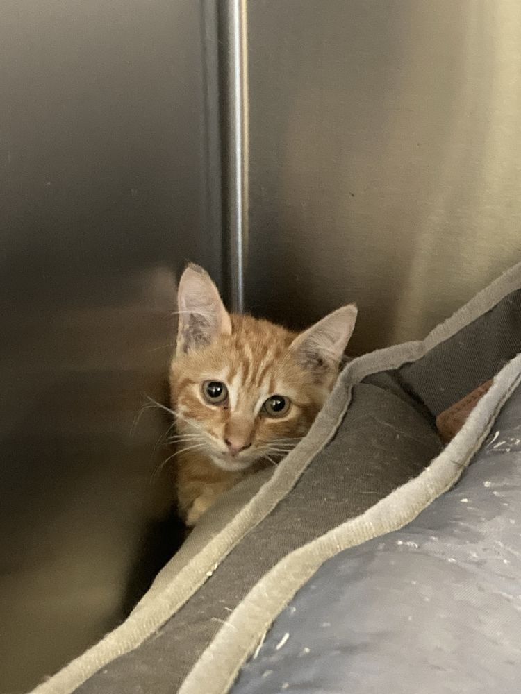 Gatinhos para adoção
