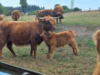 Szkockie Krowy Wysokogórskie (Highland Cattle)