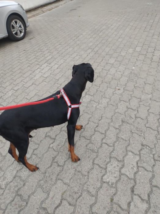 Odam suczkę w dobre ręce