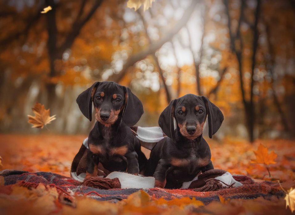Мініатюрна такса, цуценята, хлопчики для дому і для виставок.