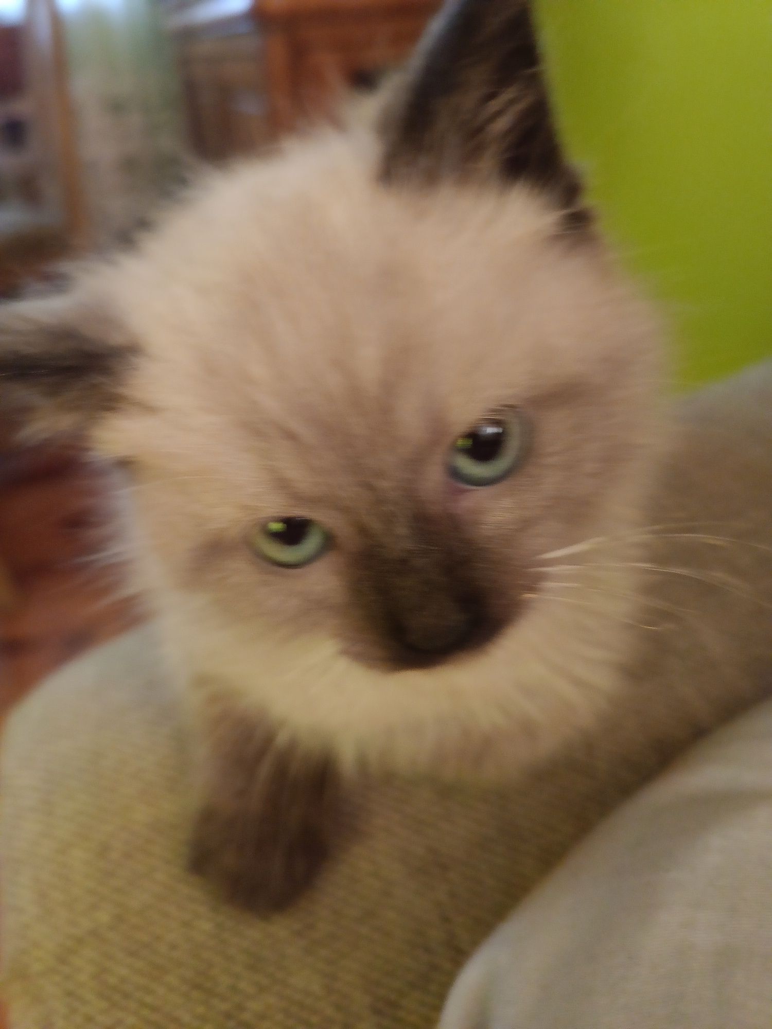 Kotek  kotka ragdoll zapraszam