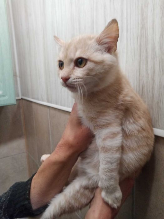 Котенятко хлопчик в добрі руки