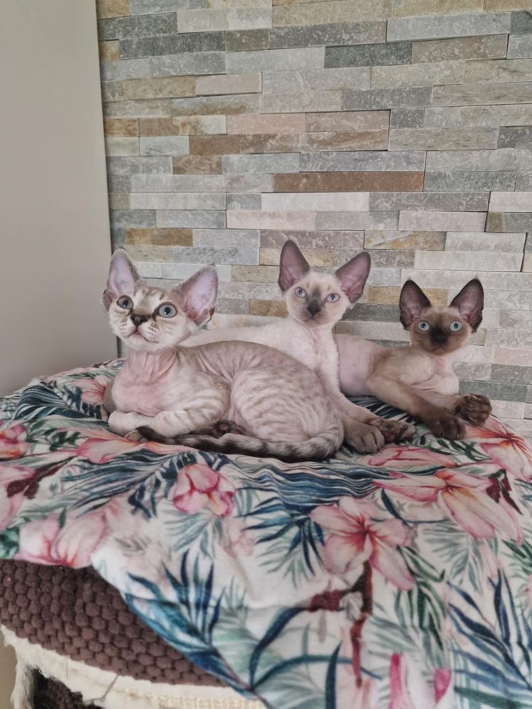 Koty Devon Rex