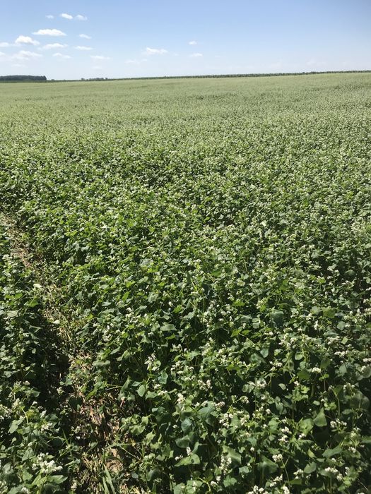 Гречка посівна 2 репродукція сорт Арно