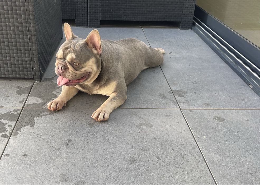 Bulldog frances lilac tan  top para  cruzas / montas