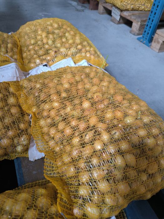 Cebula dymka zimująca Senshyu yellow 20 kg