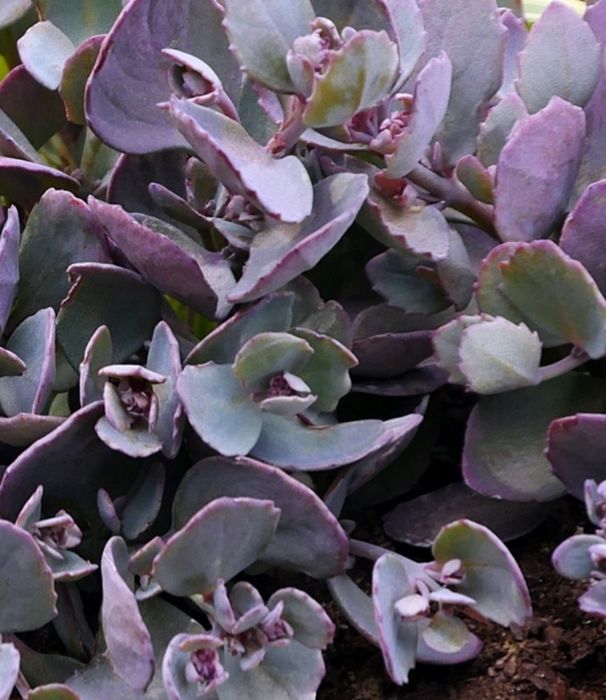 Rozchodnik Amber Red (sedum hybrida) KWITNIE TERAZ