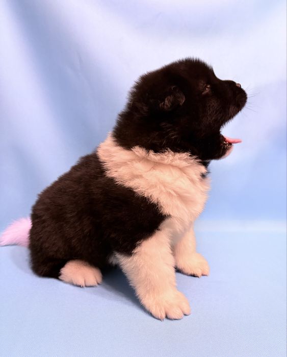 Akita Amerykańska piesek ZKwP /FCI